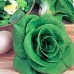 Grumolo Verdes Chicory